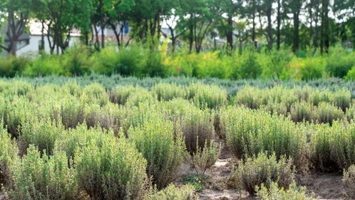 崇明豎新鎮260余畝芳香植物園賦能鄉村,未來將成 國際交易中心